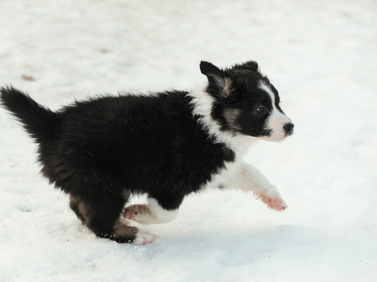 Australian shepherd
