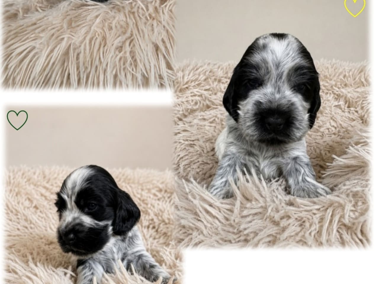 Cocker spaniel