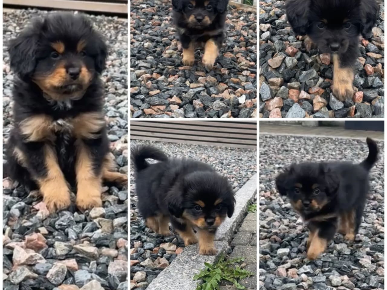 Cavalier king charles spaniel