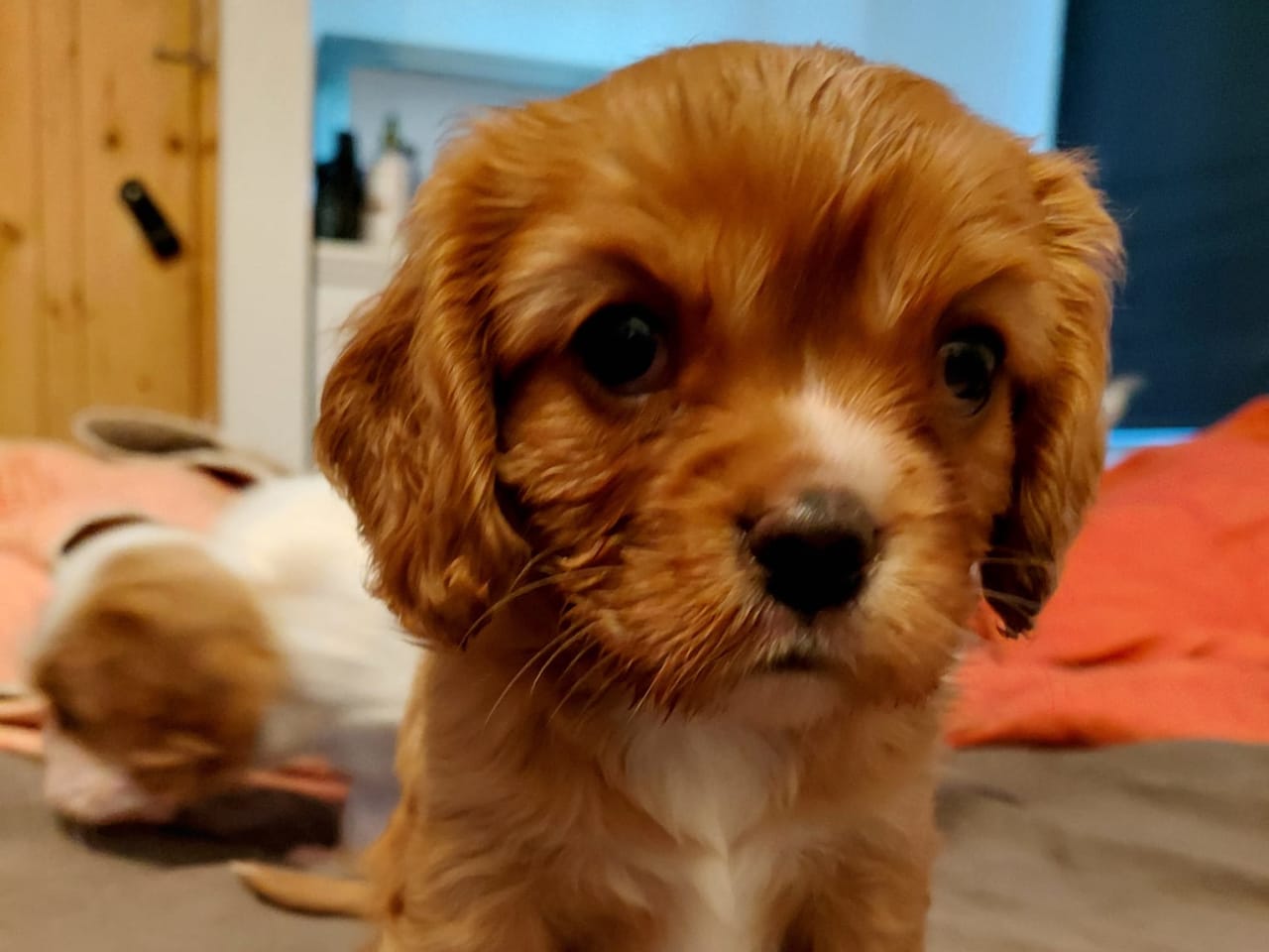 Cavalier king charles spaniel