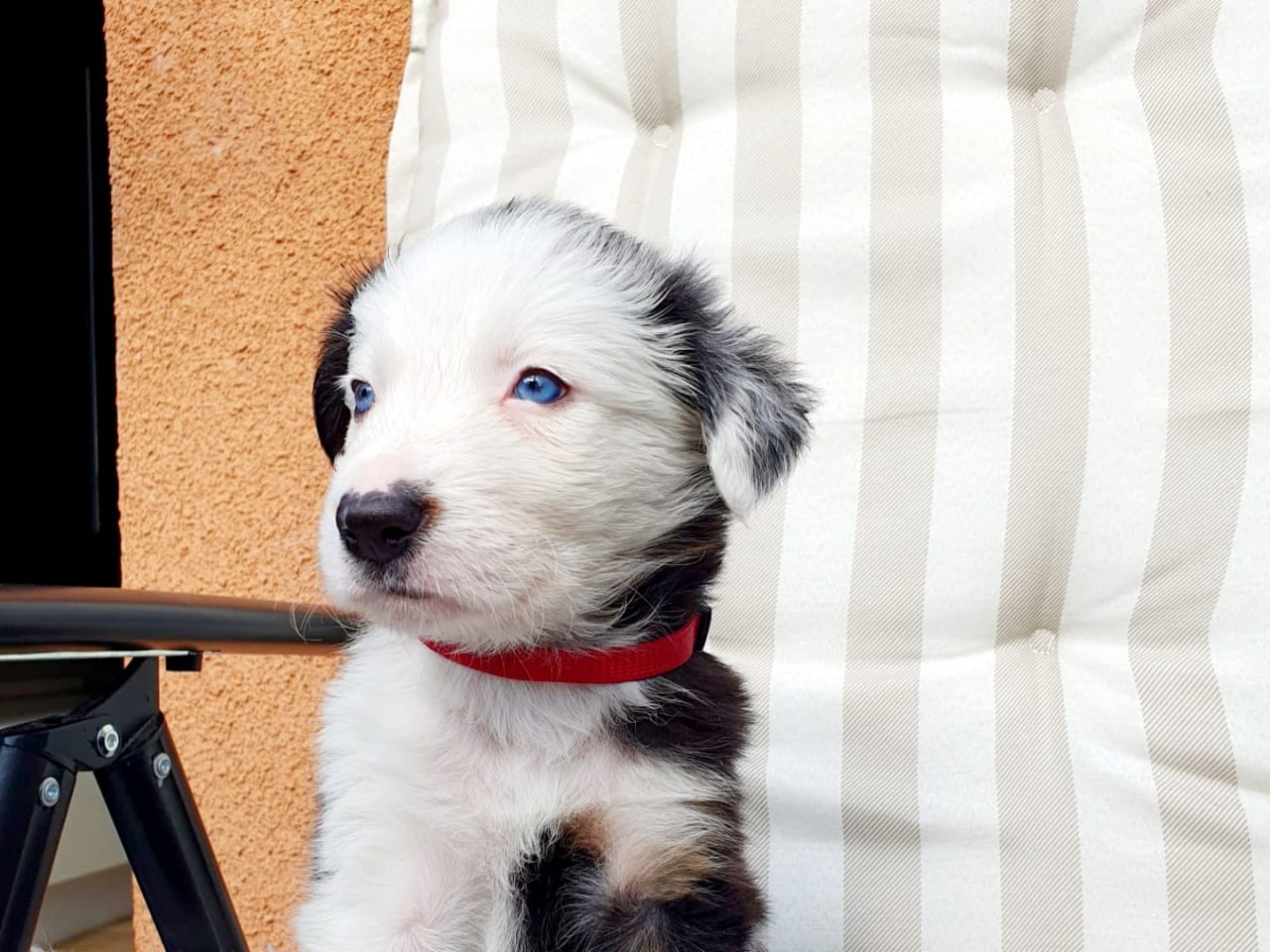 Border collie