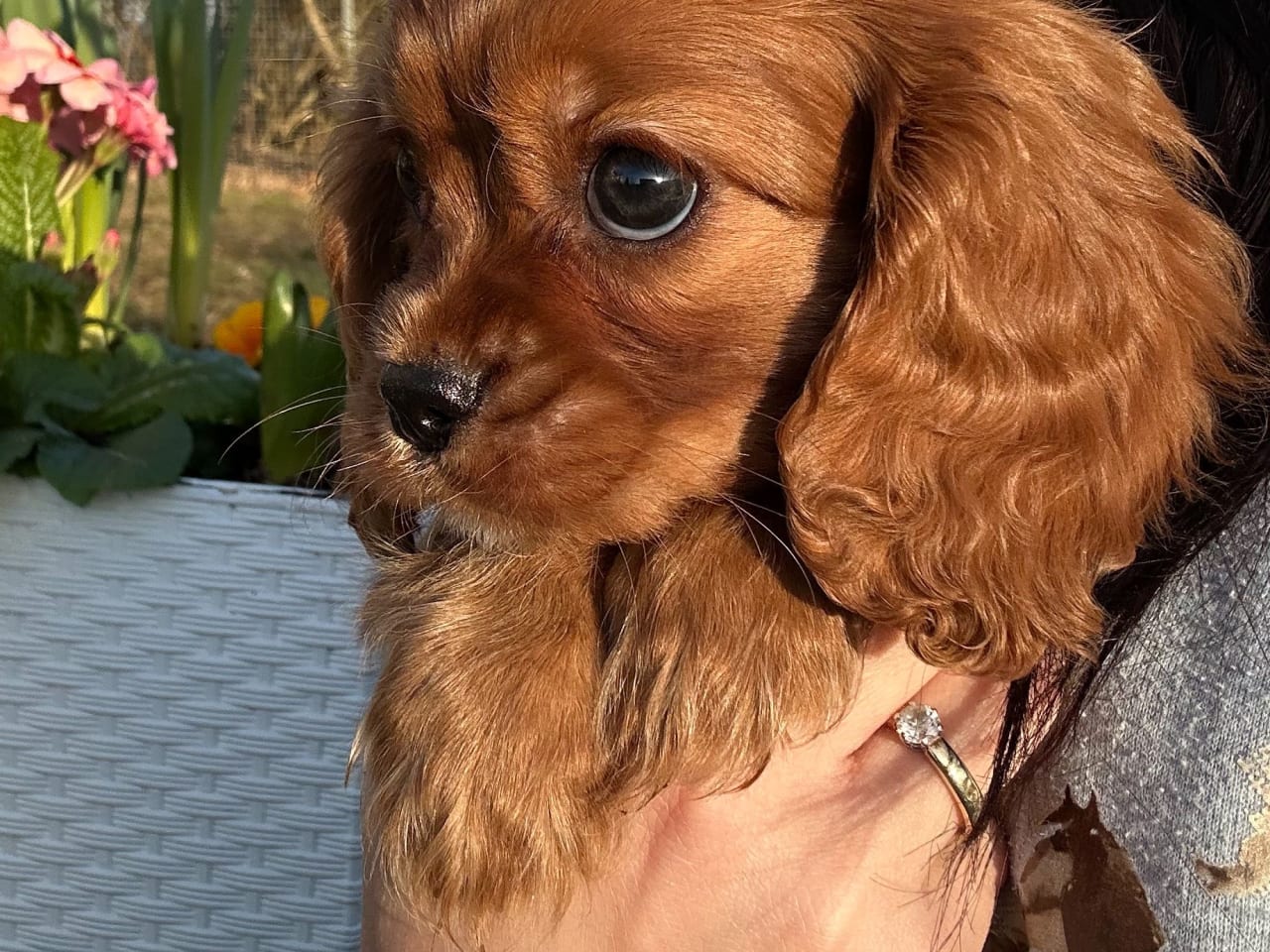Cavalier king charles spaniel