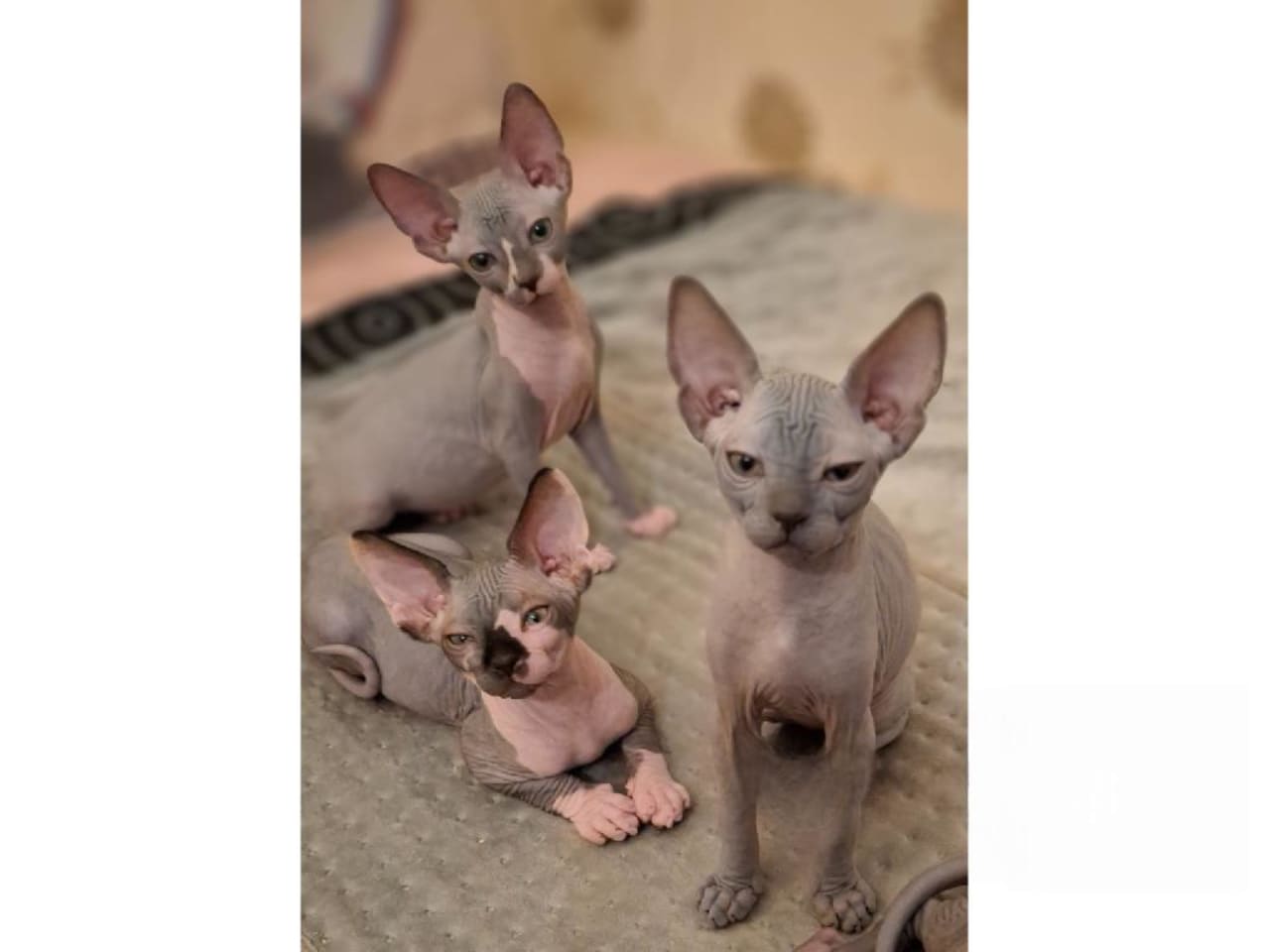 Sphynx