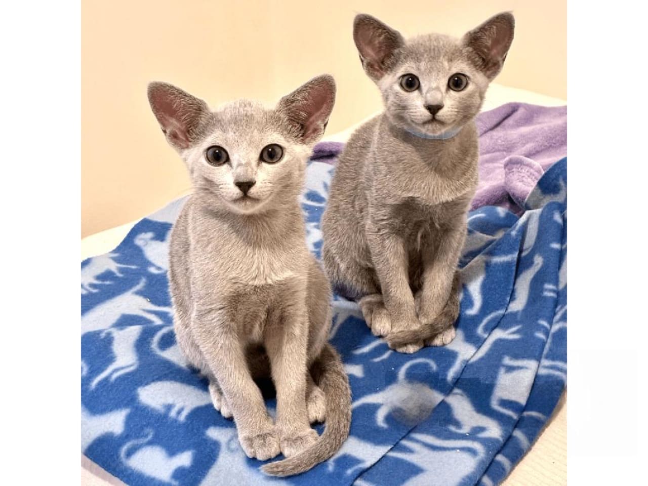Russian Blue