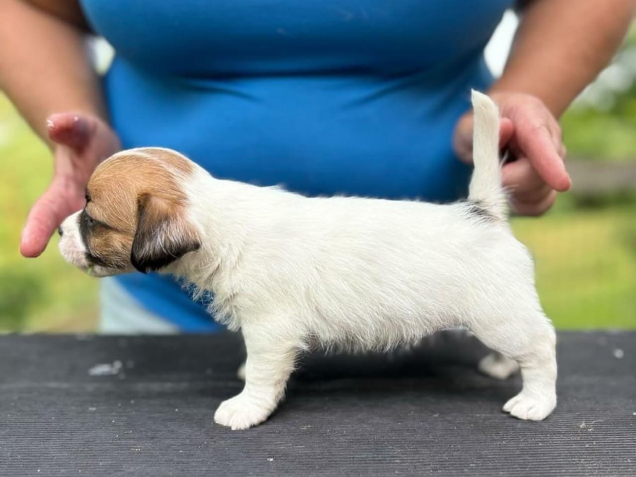 Jack russell terrier
