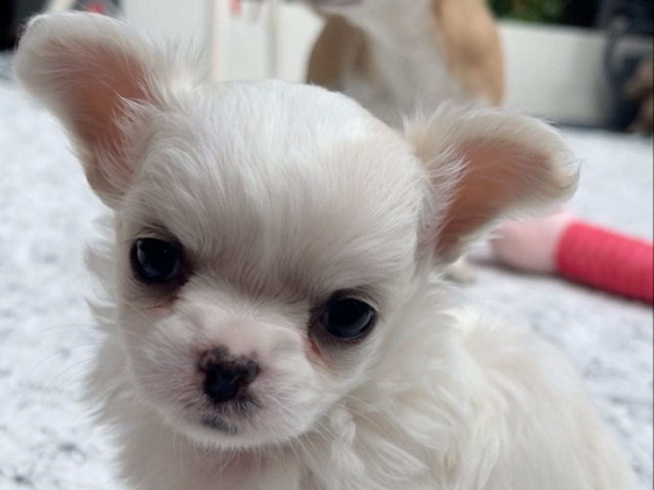 Chihuahua
