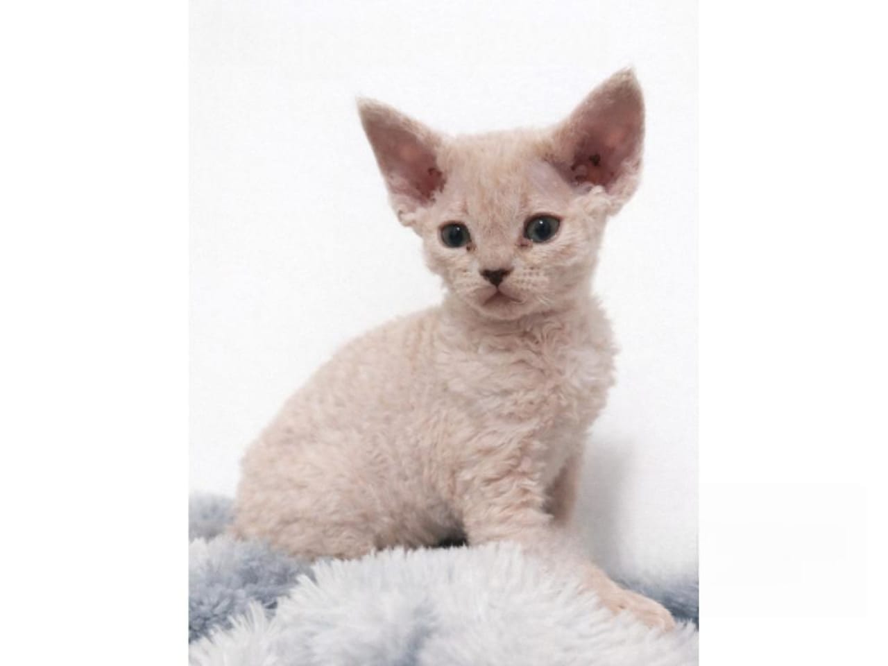Devon Rex
