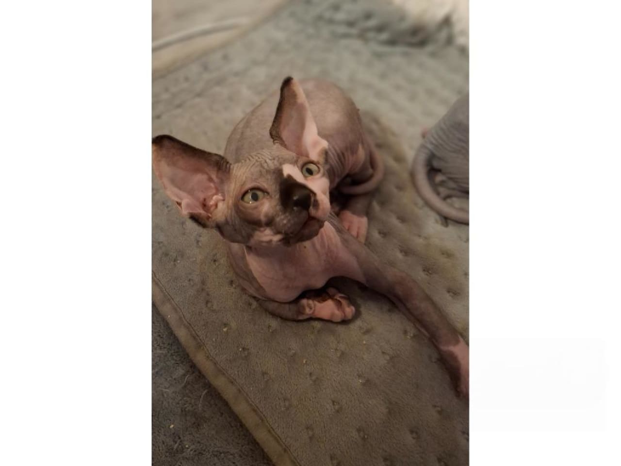 Sphynx
