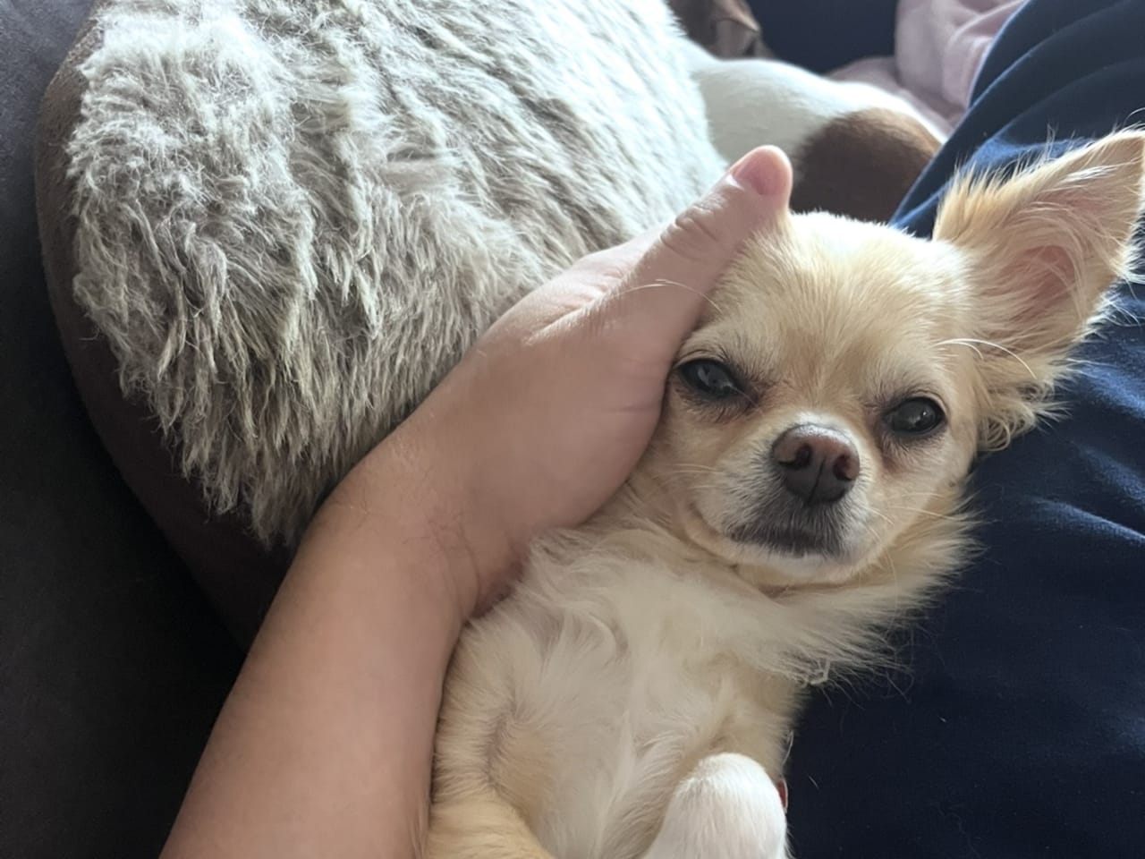 Chihuahua