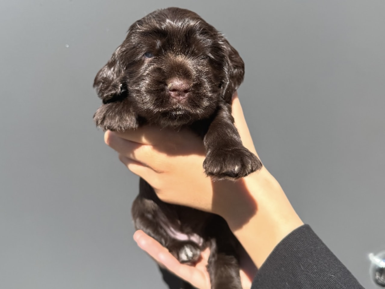 Cocker spaniel