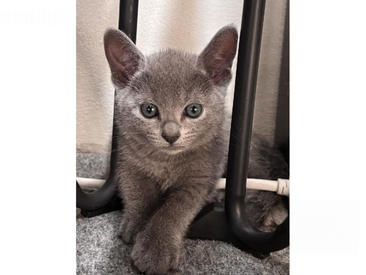 Russian Blue