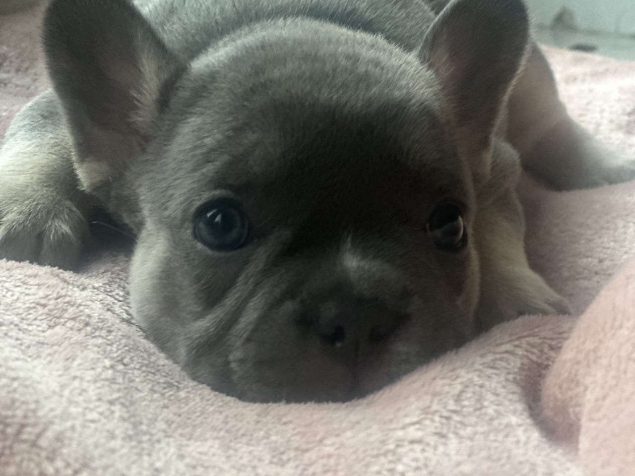 Fransk bulldog
