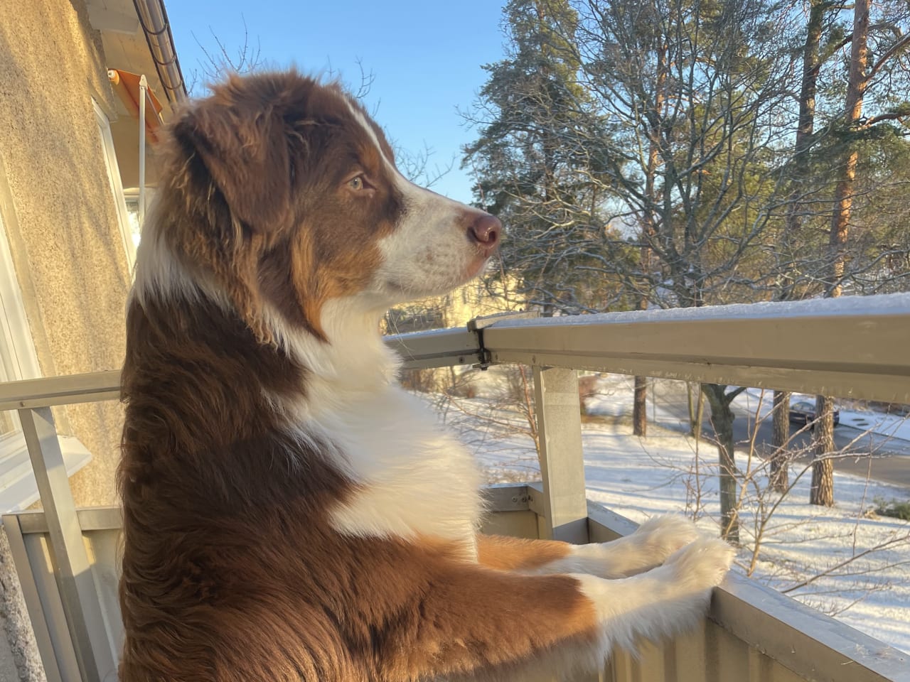 Australian shepherd