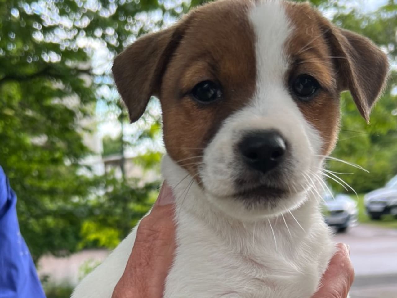 Jack russell terrier