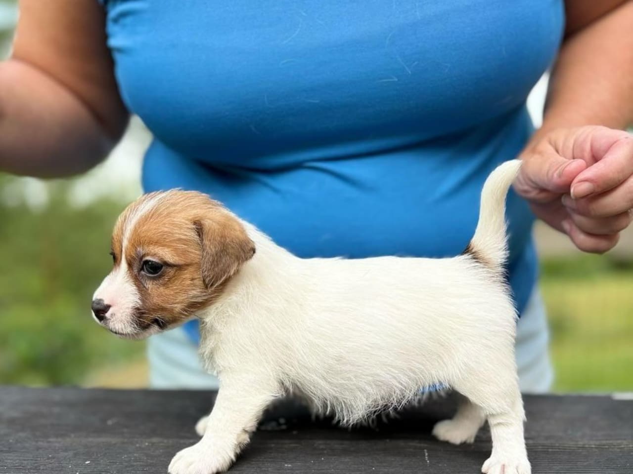 Jack russell terrier