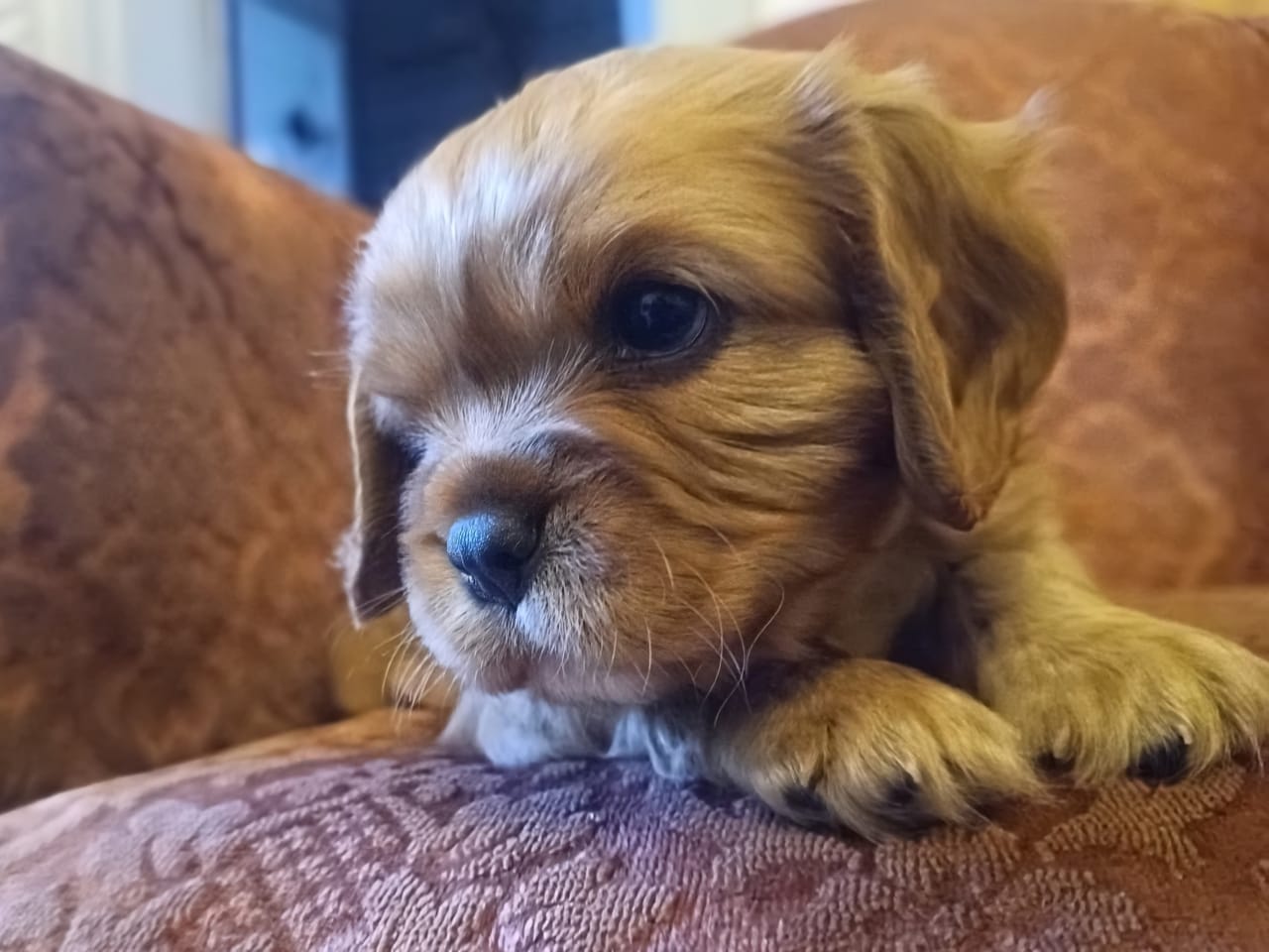 Cavalier king charles spaniel