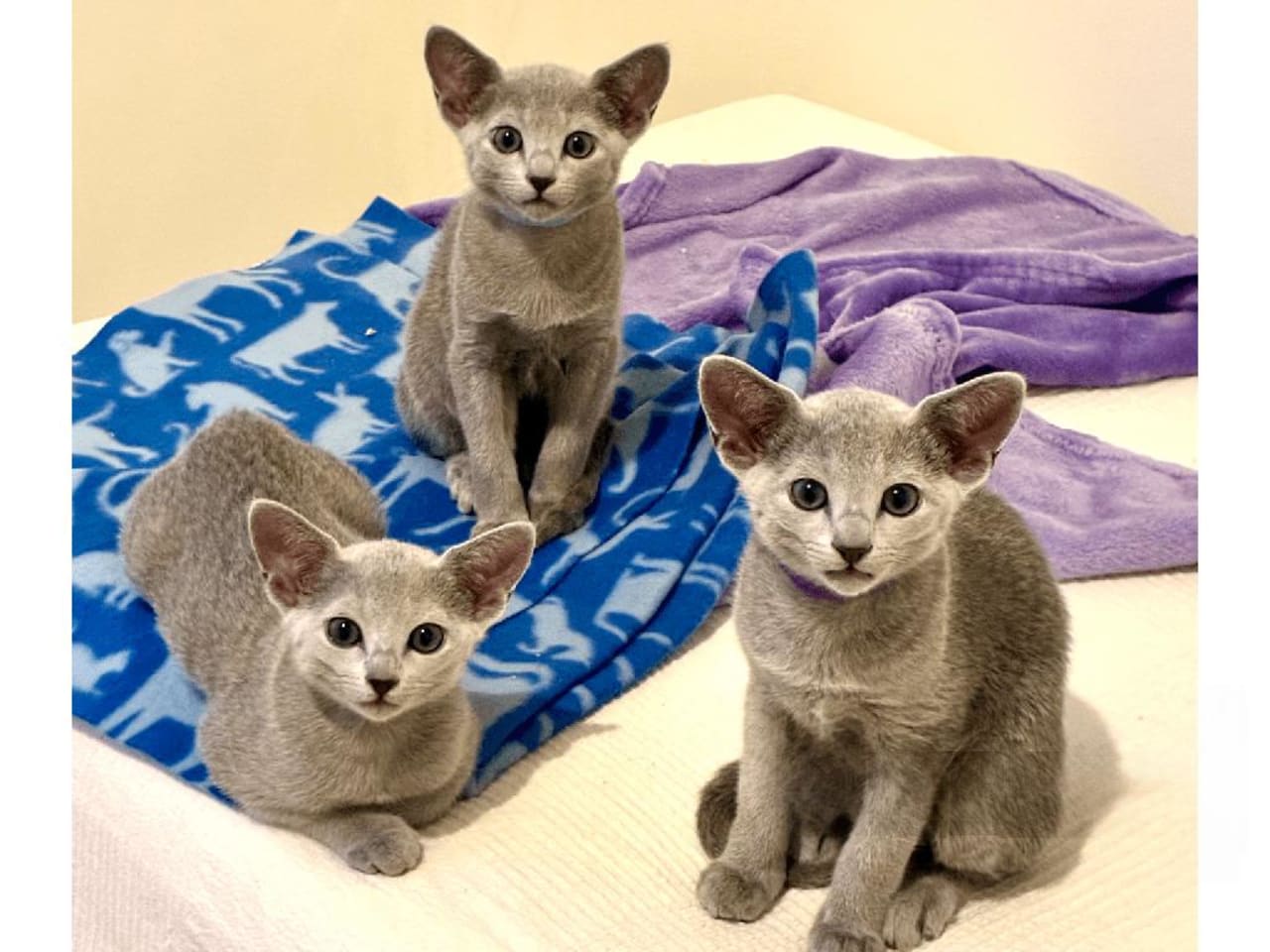 Russian Blue
