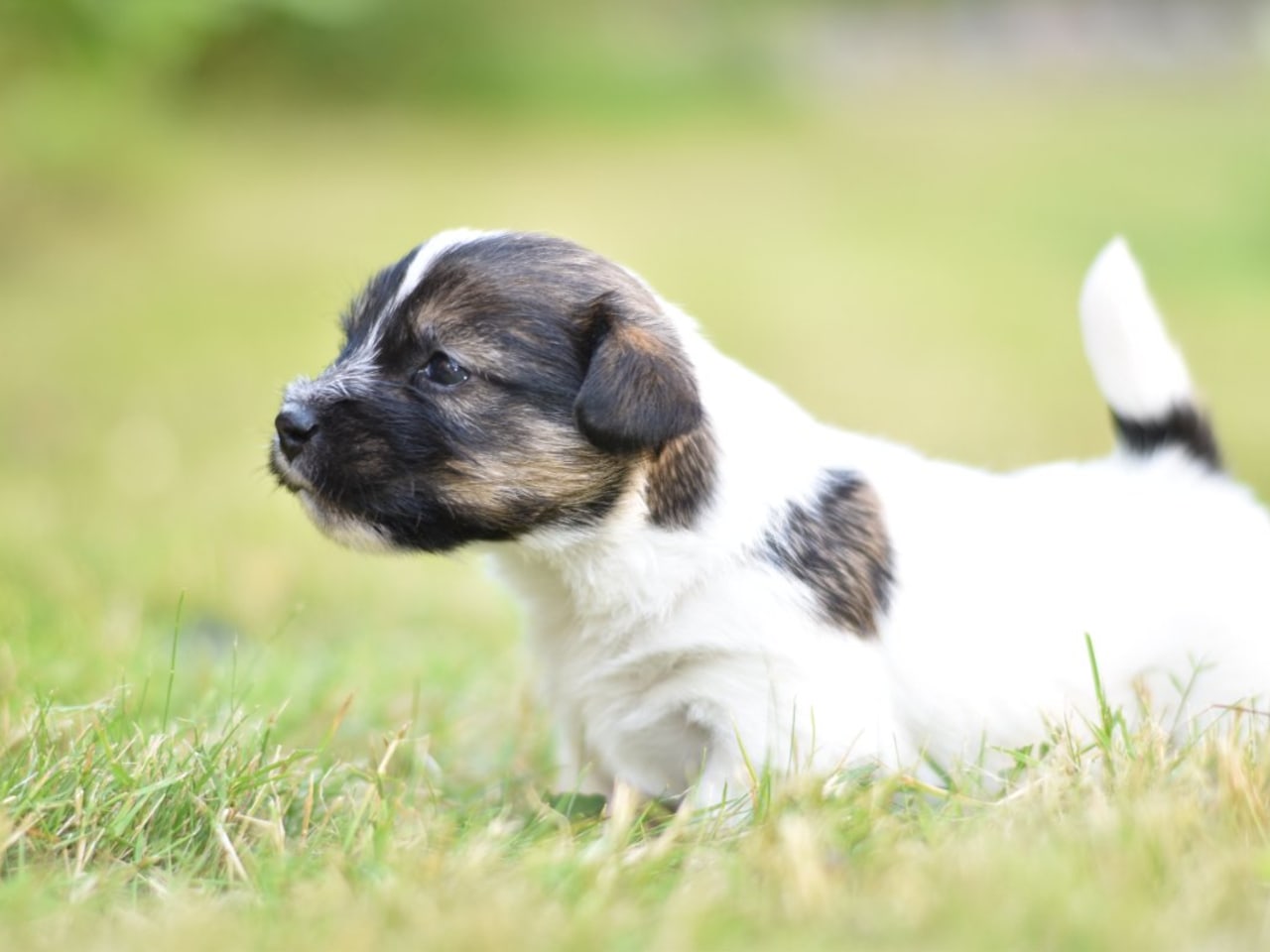 Jack russell terrier