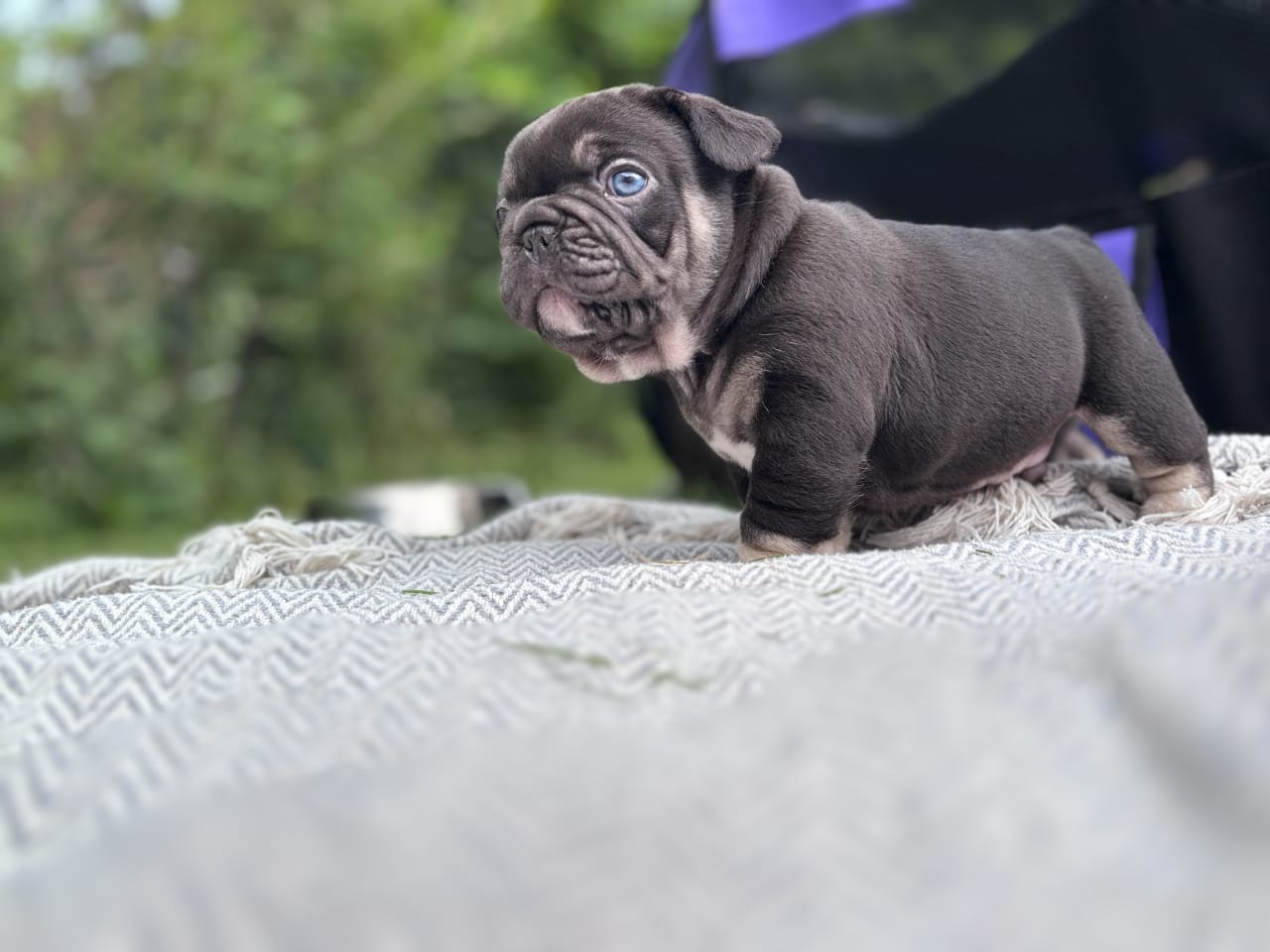 Fransk bulldog