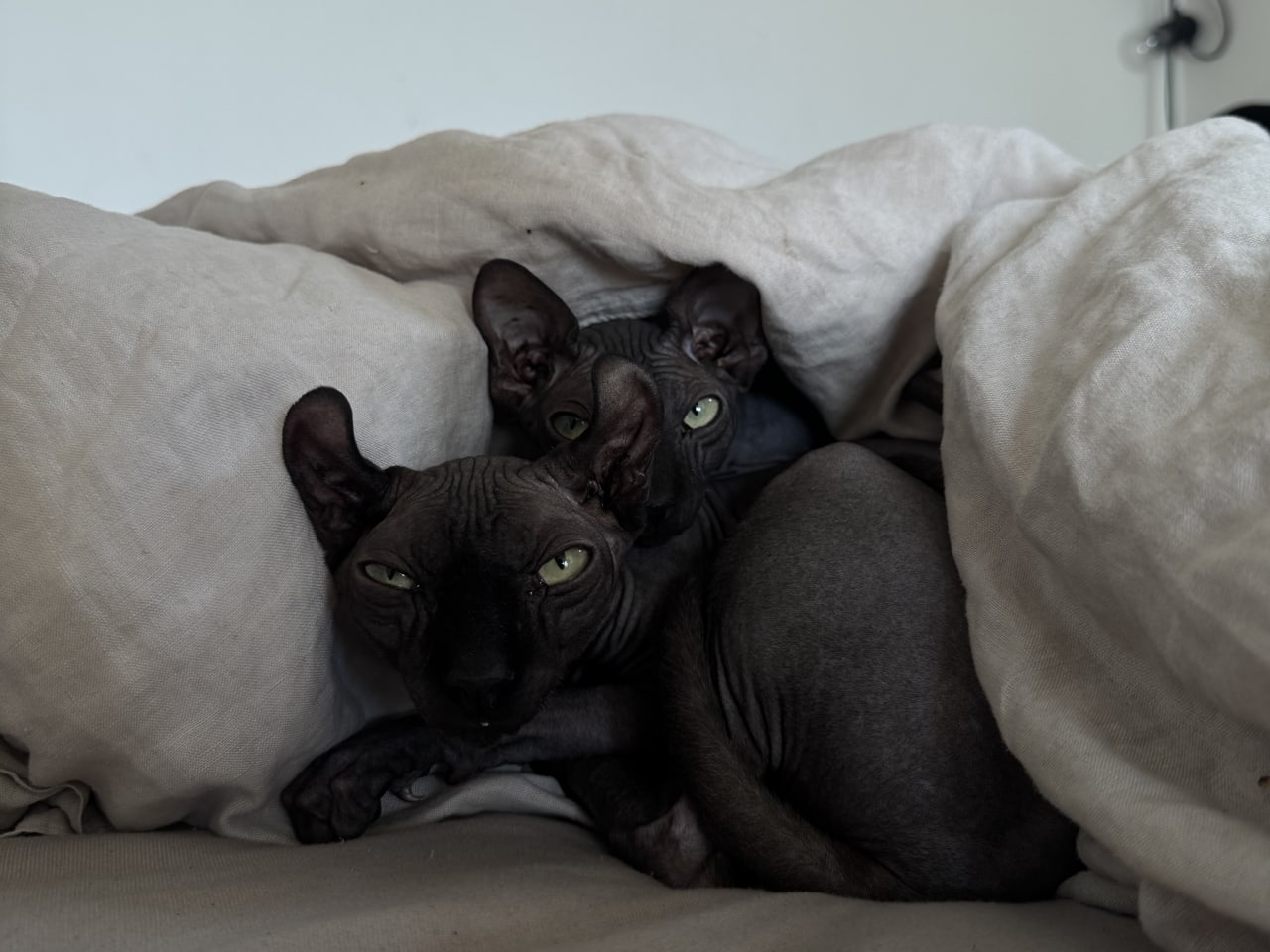 Sphynx