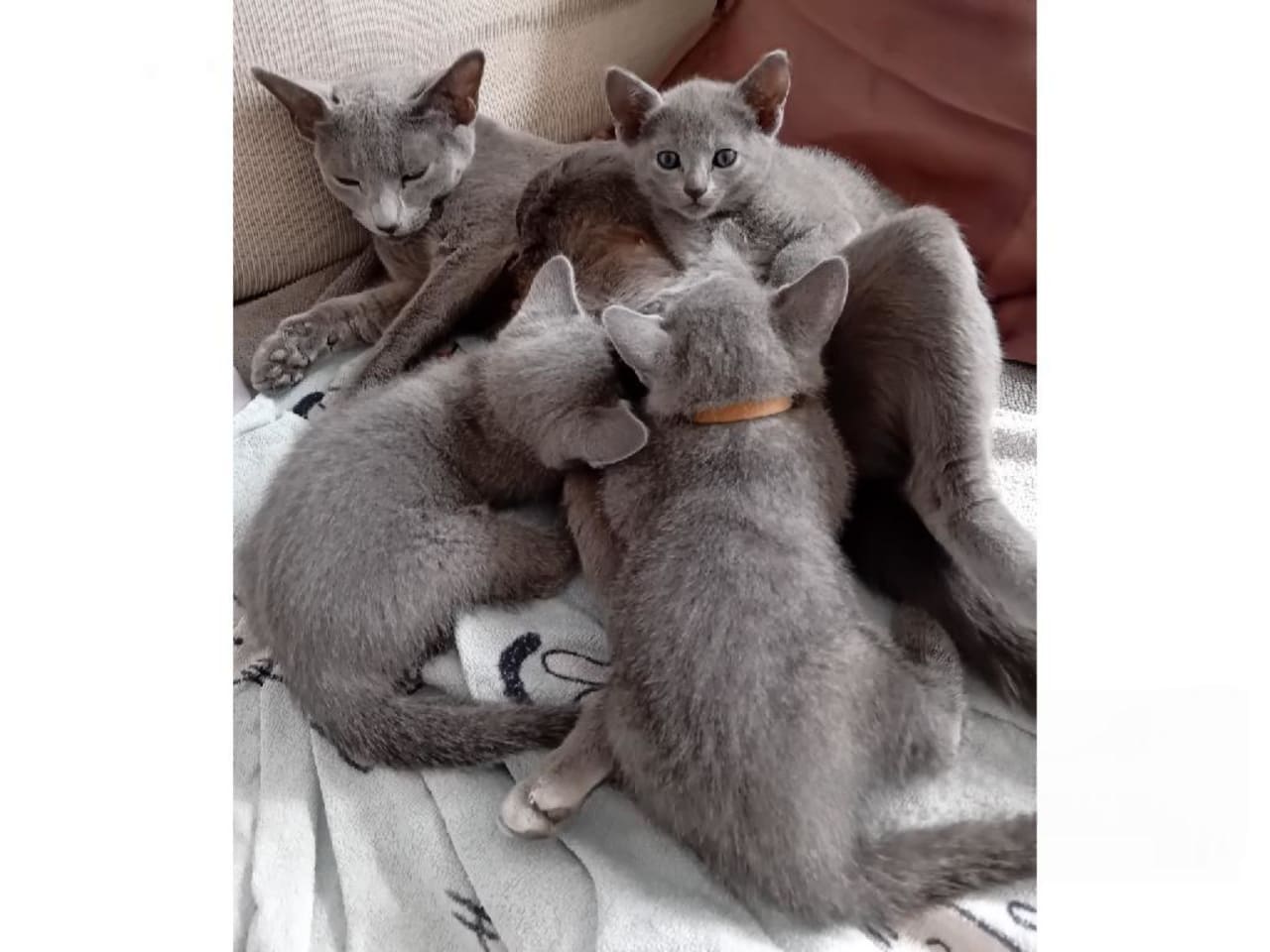 Russian Blue