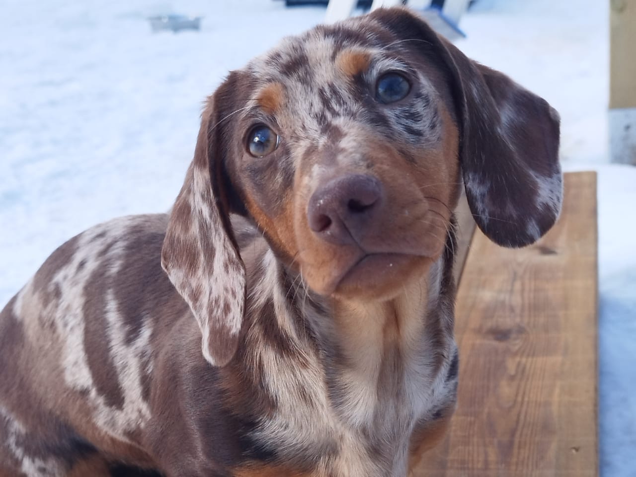Dachshund