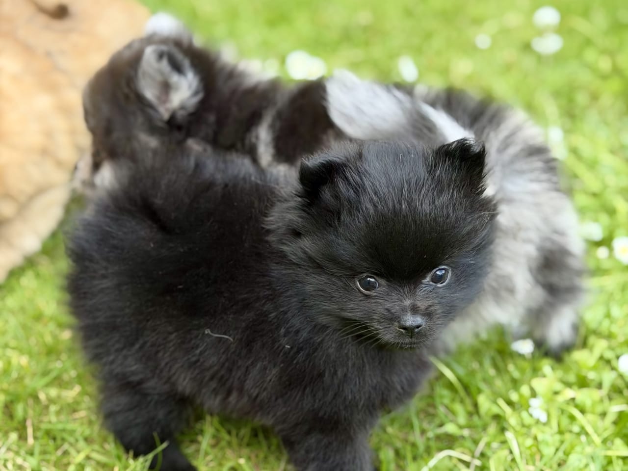 Pomeranian