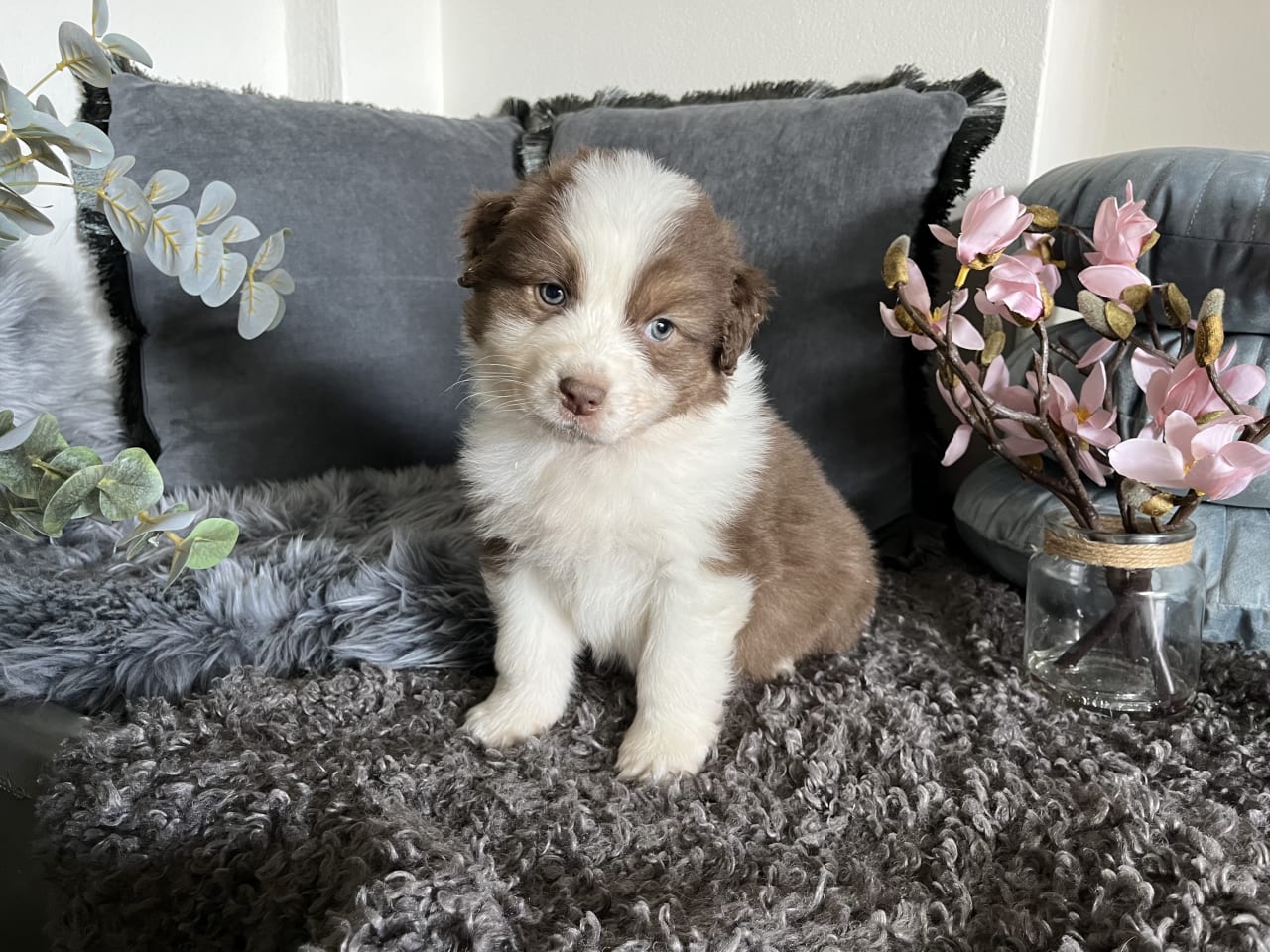 Australian shepherd