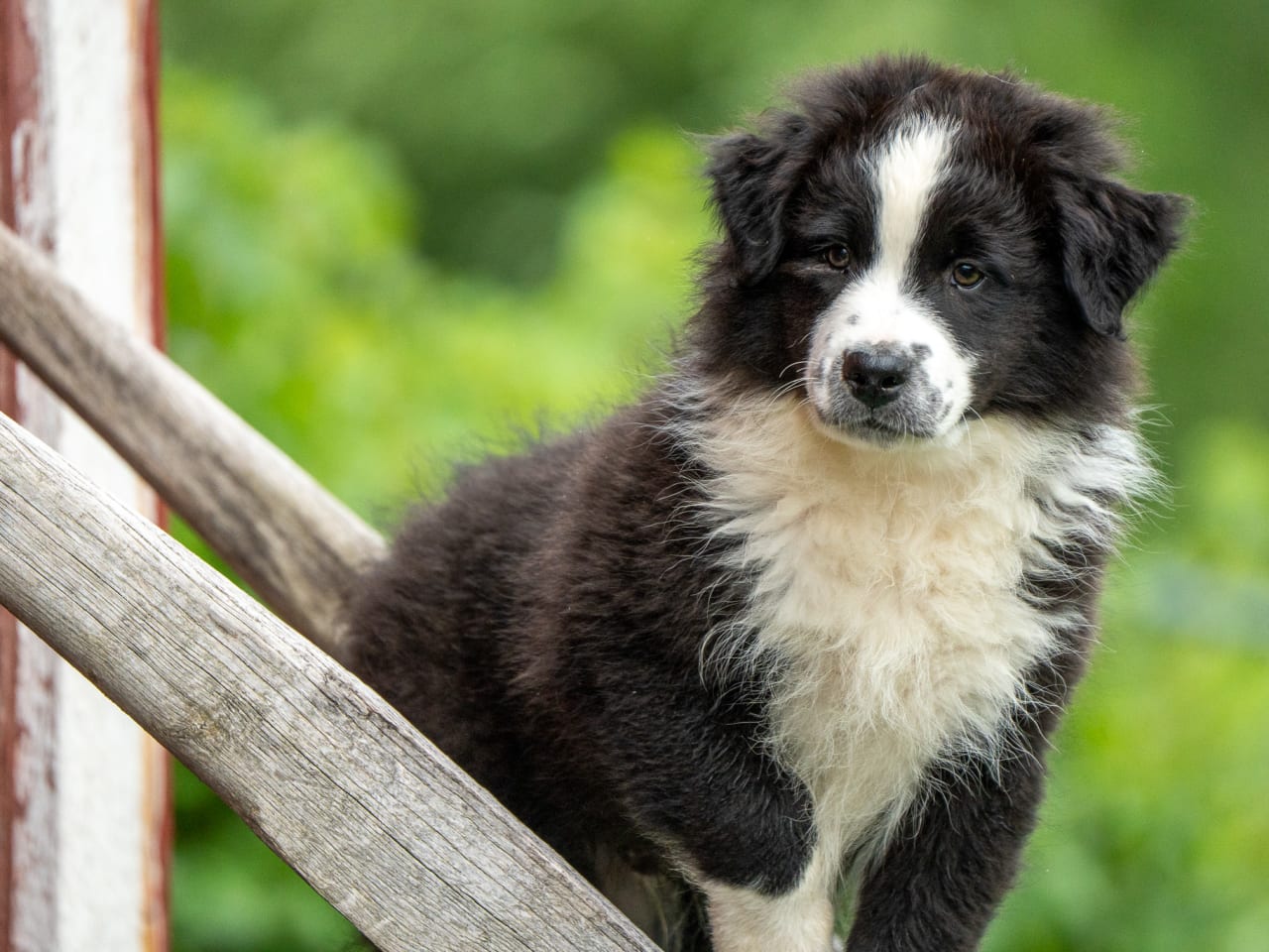 Australian shepherd