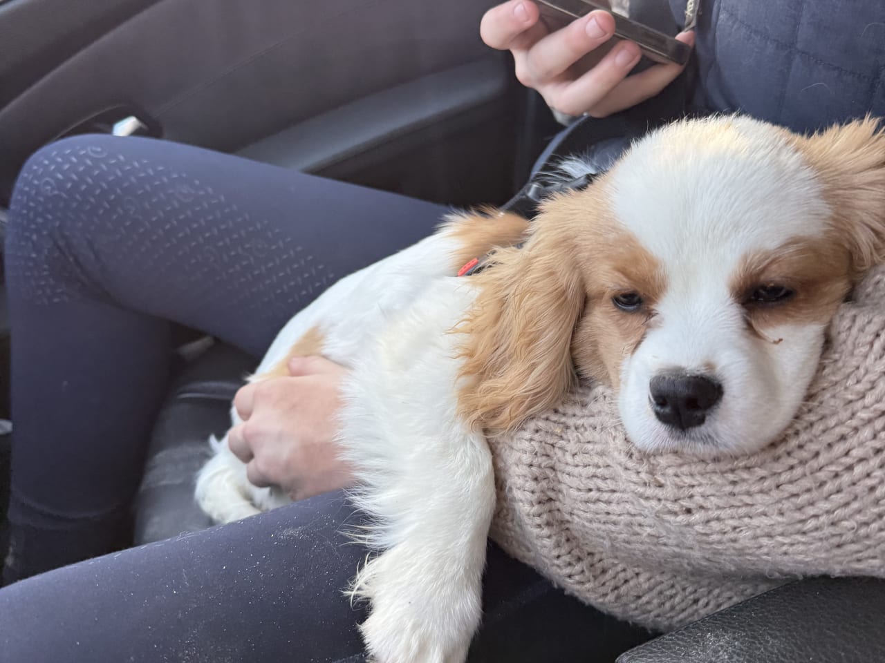 Cavalier king charles spaniel