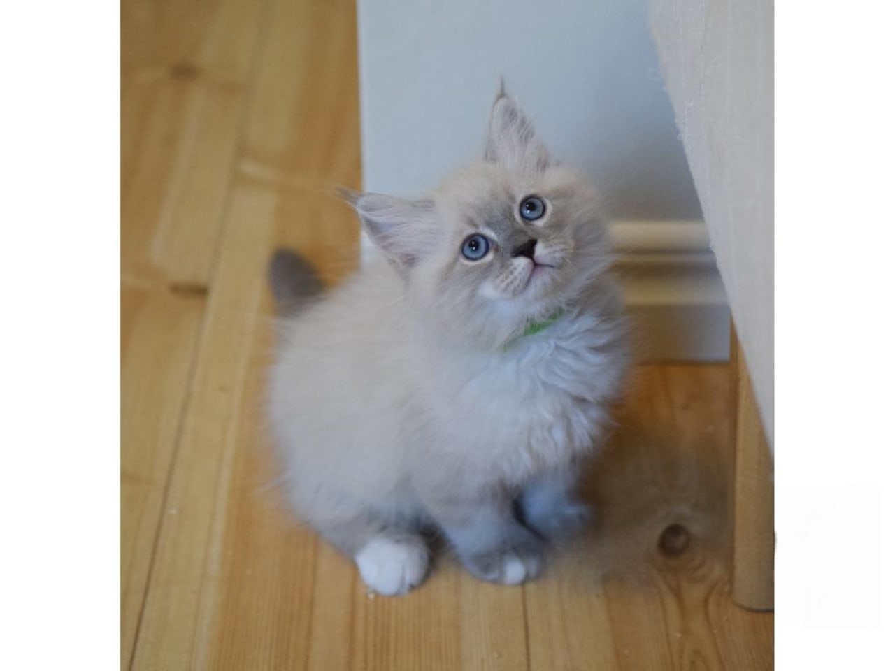 Sibirisk katt