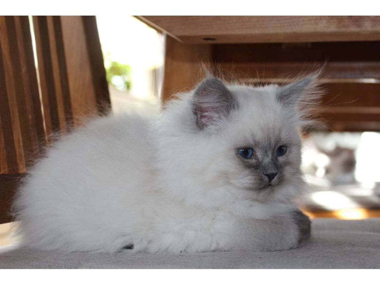 Sibirisk katt
