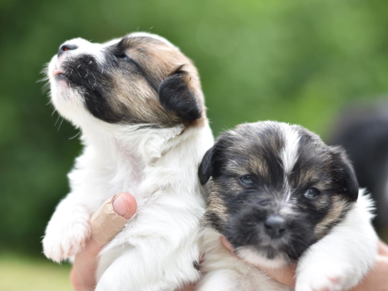 Jack russell terrier