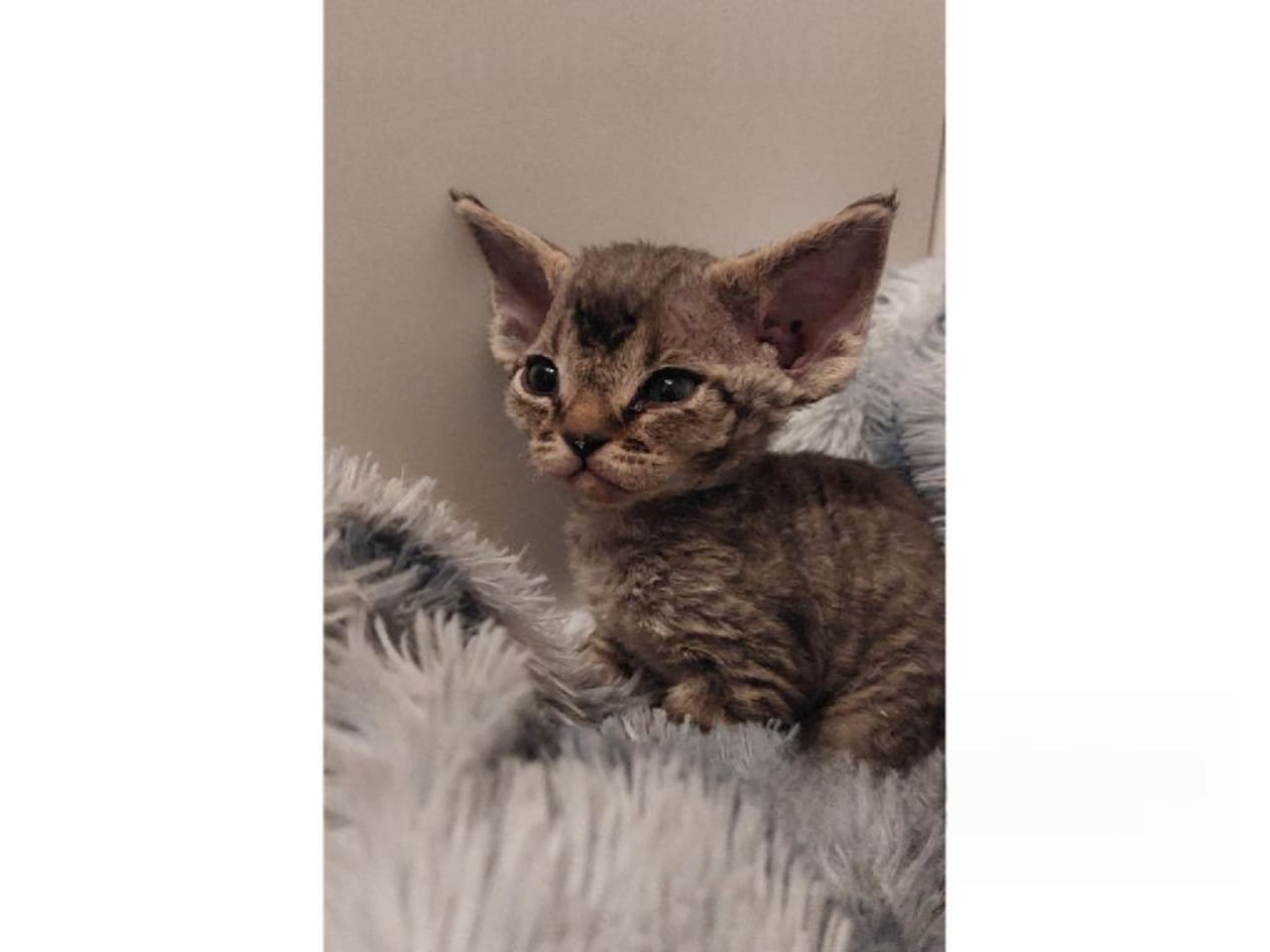 Devon Rex