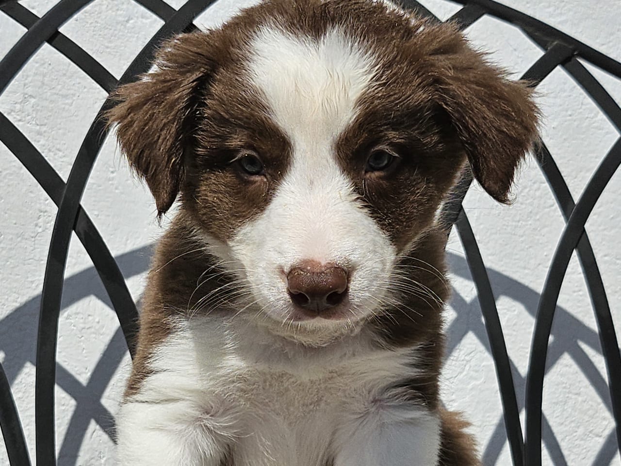Border collie