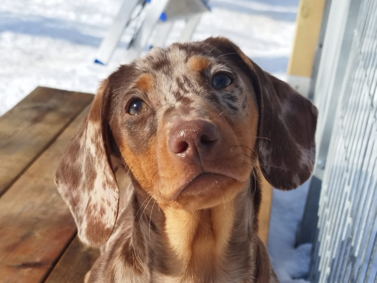 Dachshund