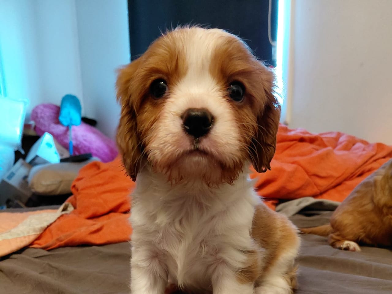 Cavalier king charles spaniel