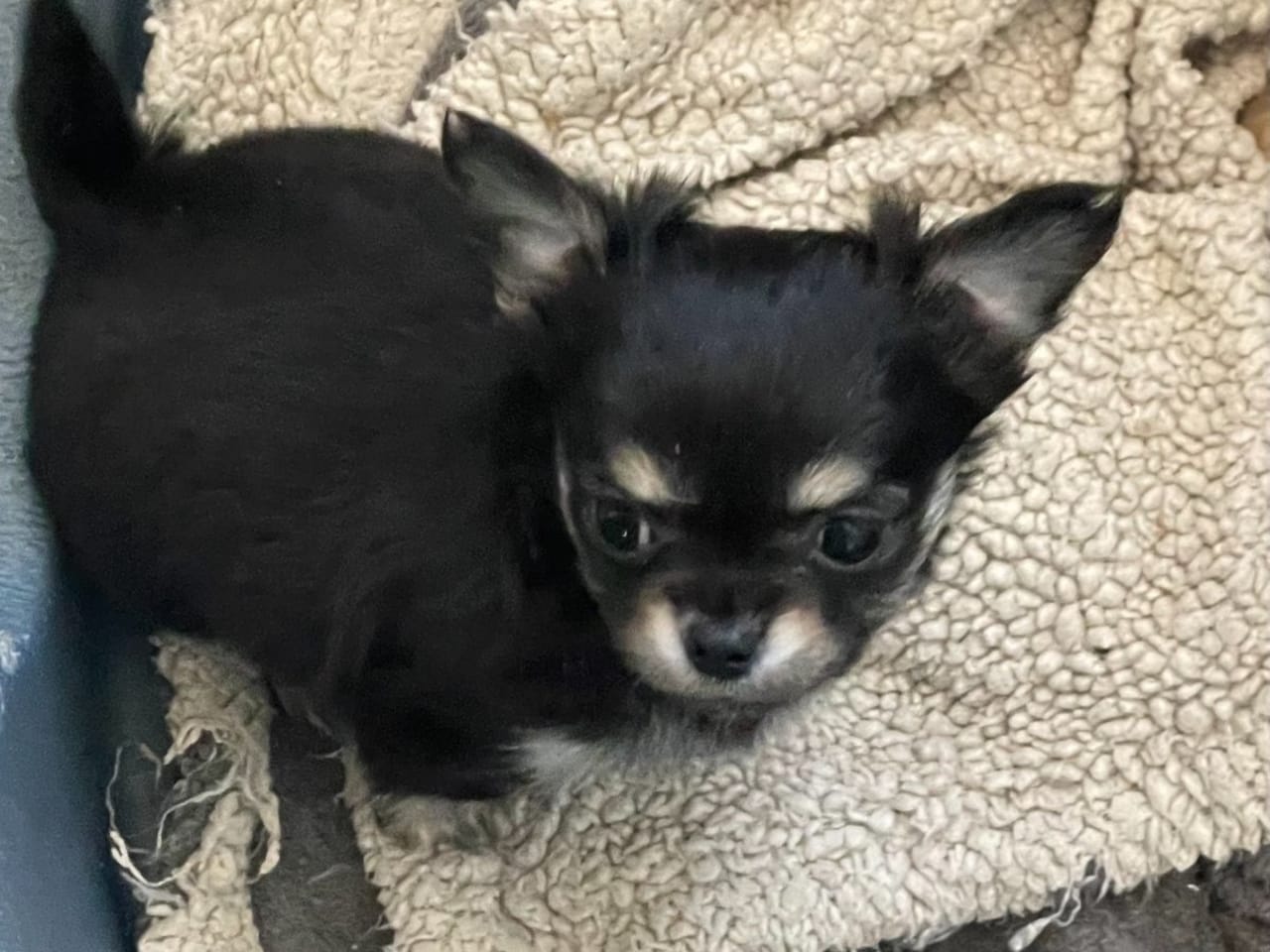 Chihuahua