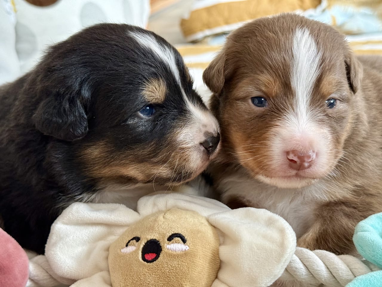 Australian shepherd