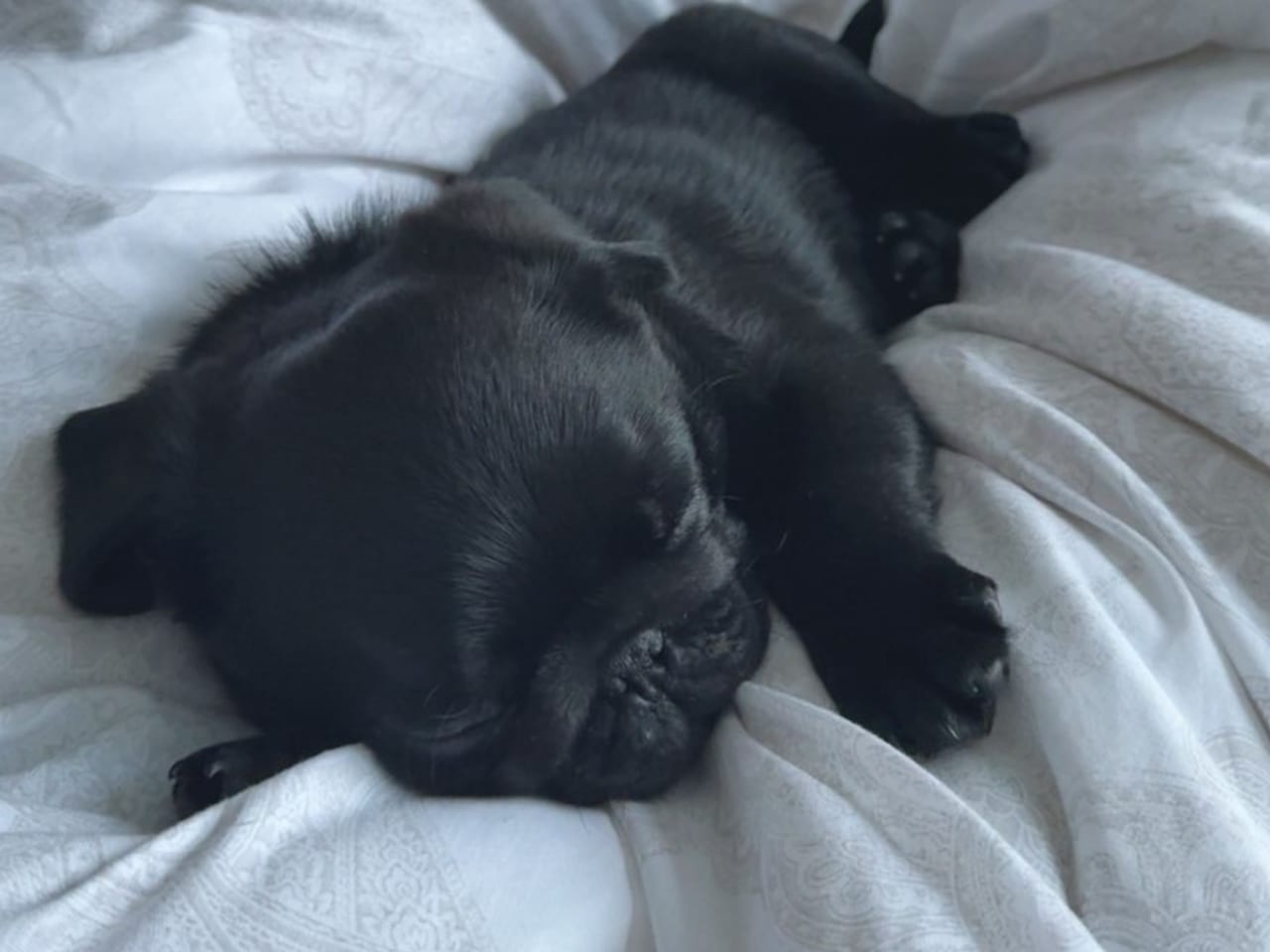 Mops