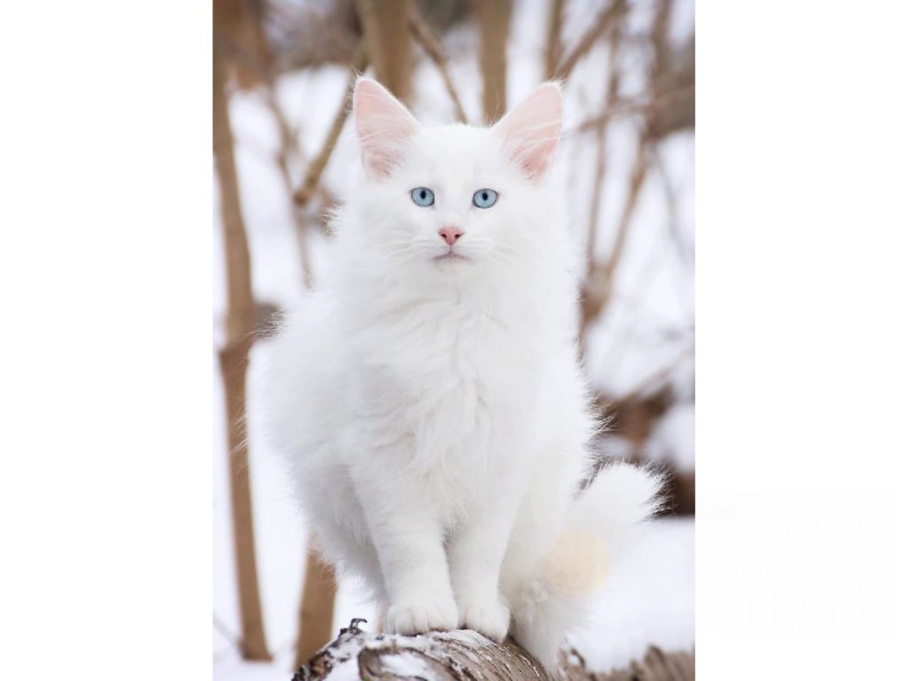 Norsk skogkatt