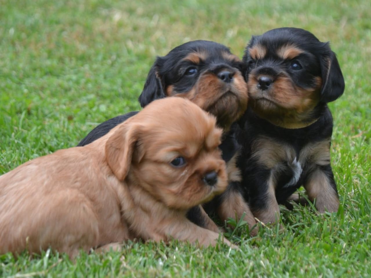 Cavalier king charles spaniel