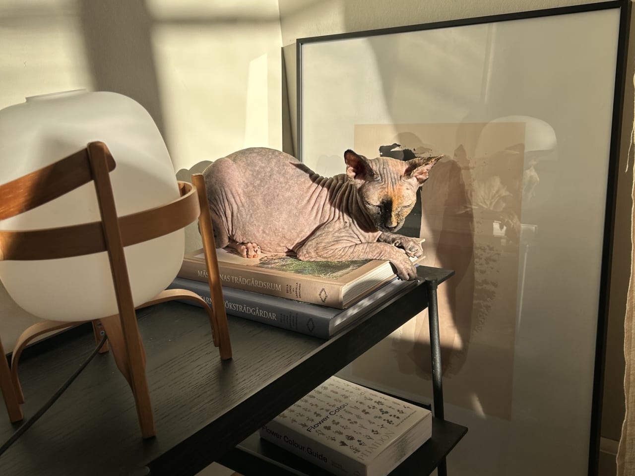 Sphynx
