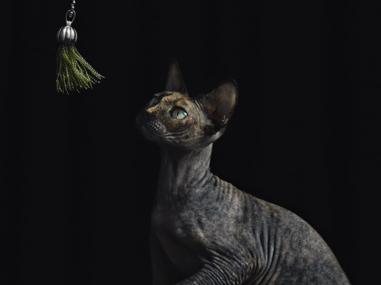 Sphynx
