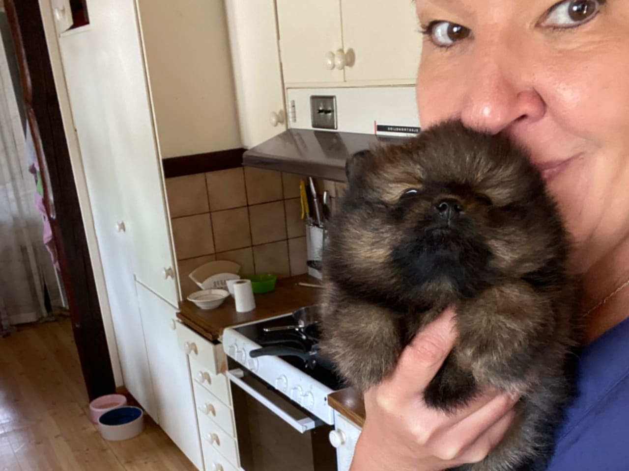 Pomeranian