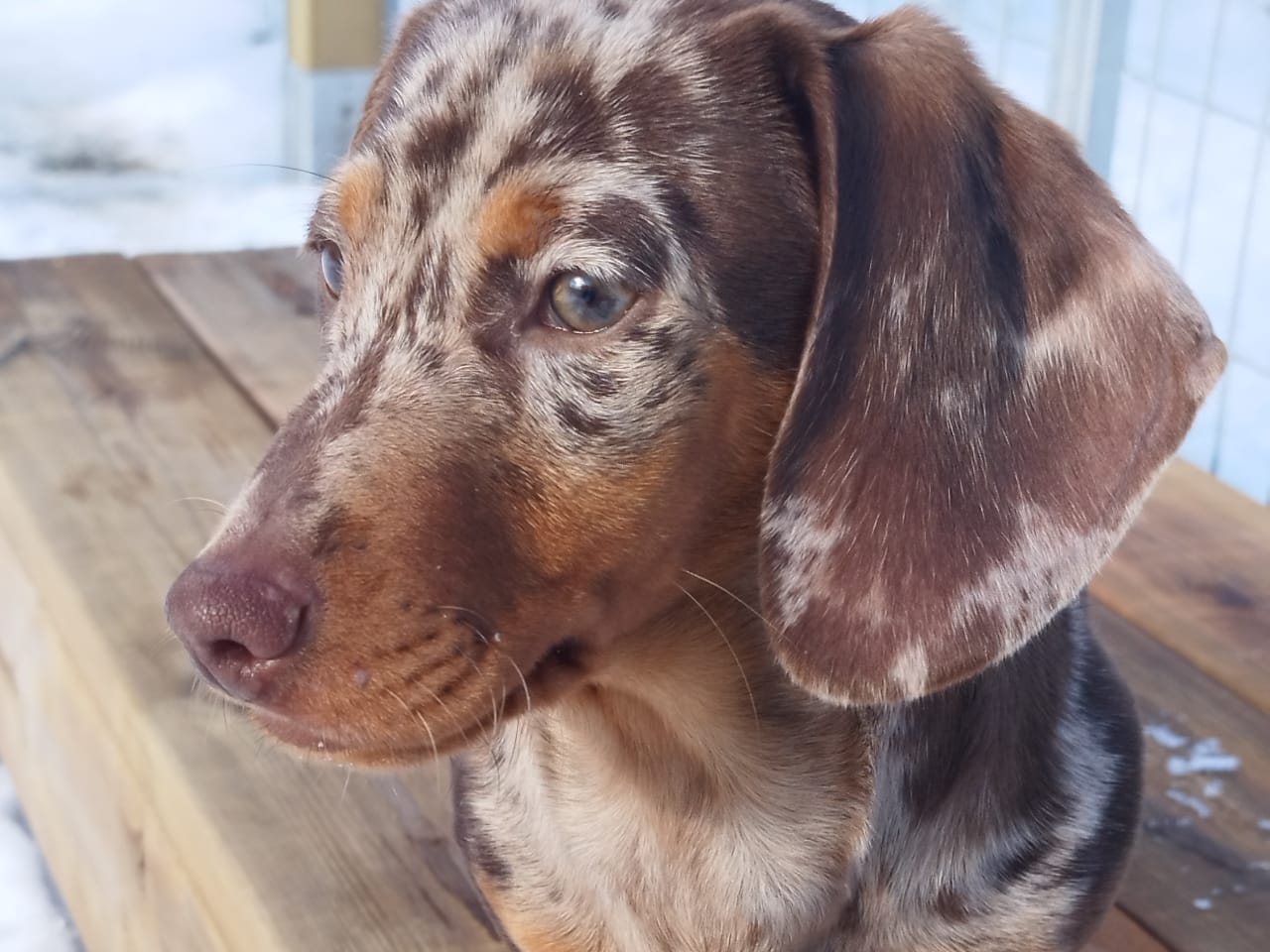 Dachshund