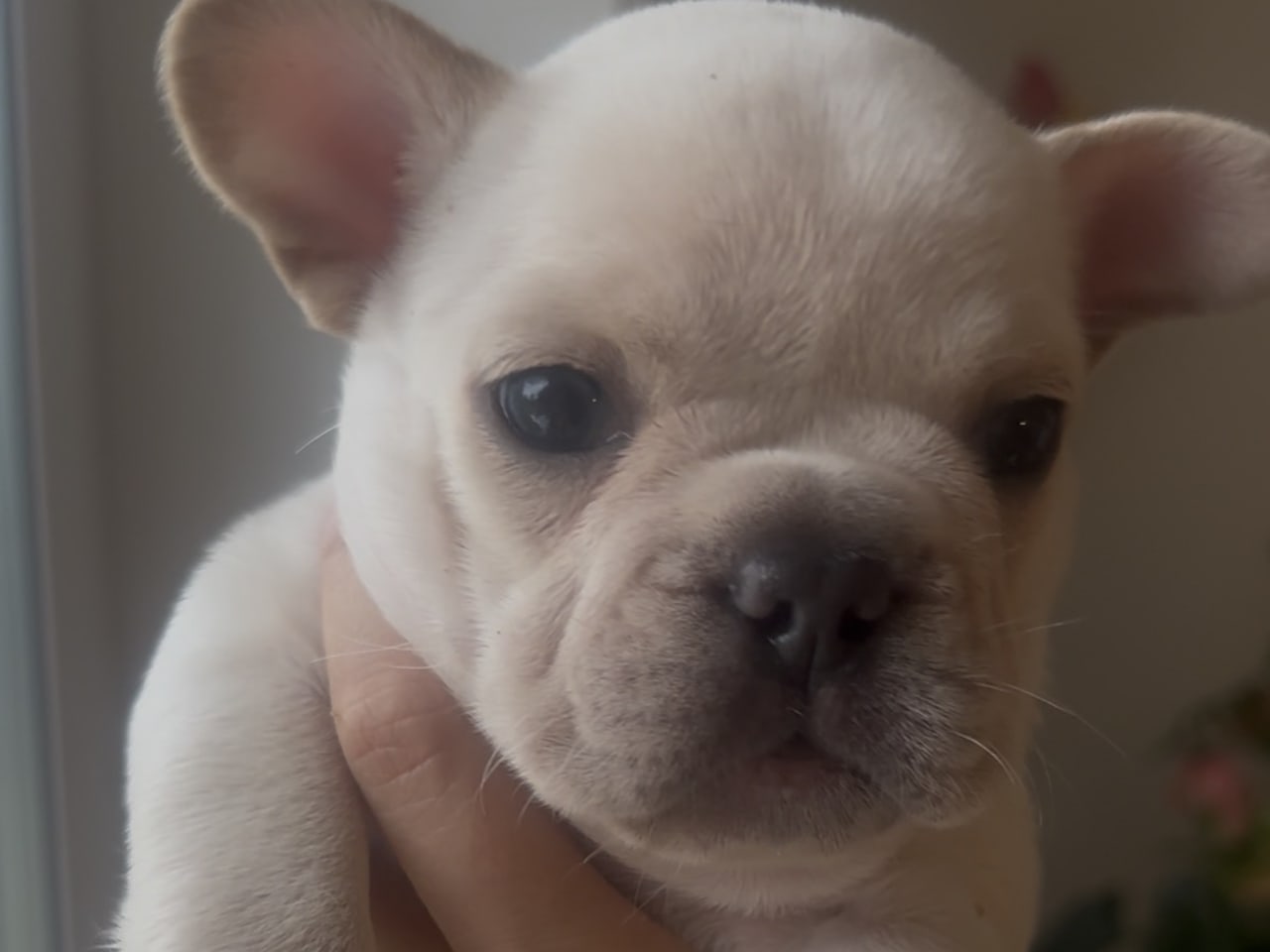 Fransk bulldog