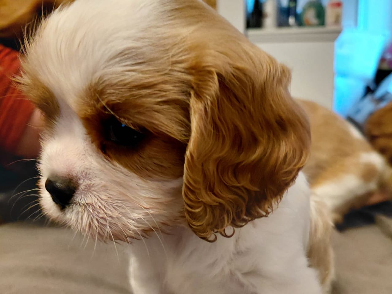 Cavalier king charles spaniel
