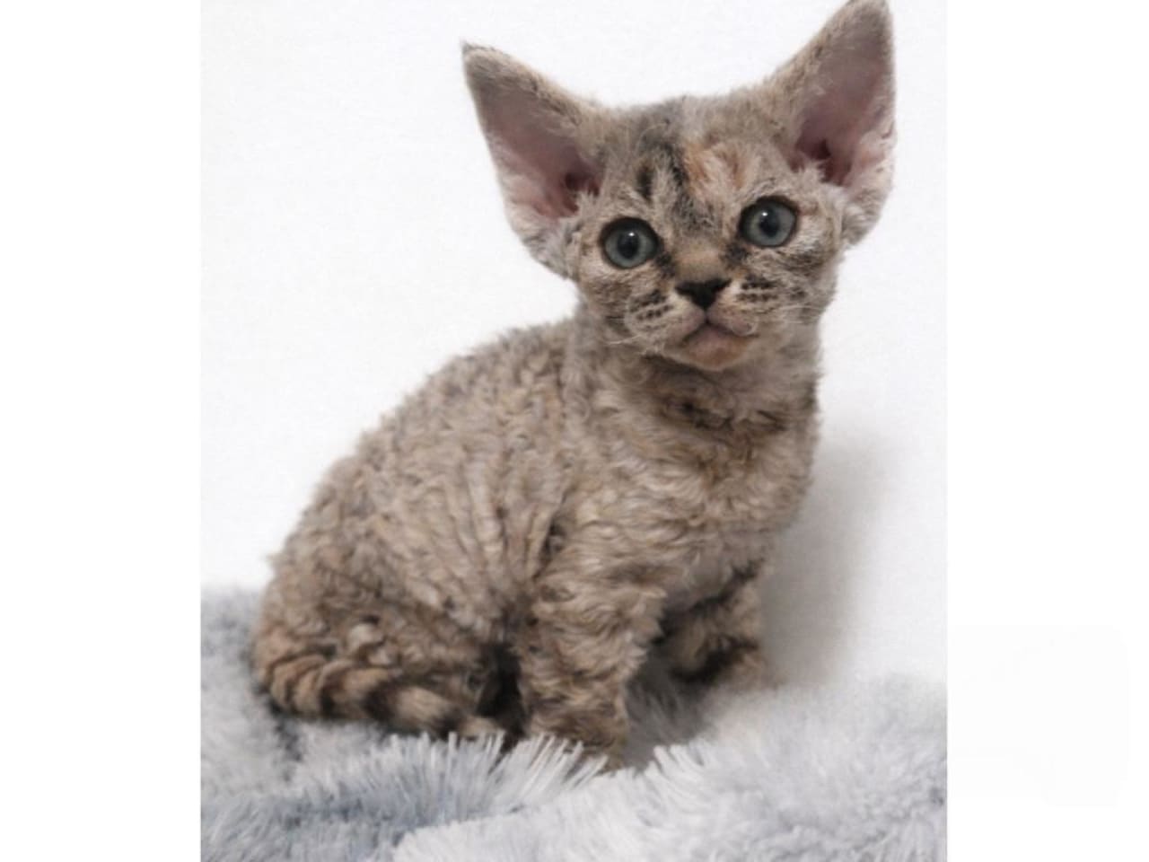 Devon Rex