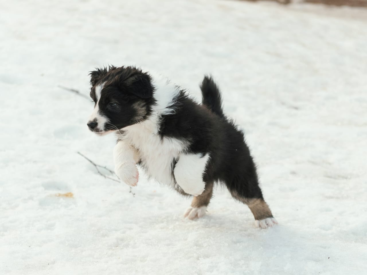 Australian shepherd